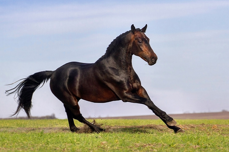 Horse in a field