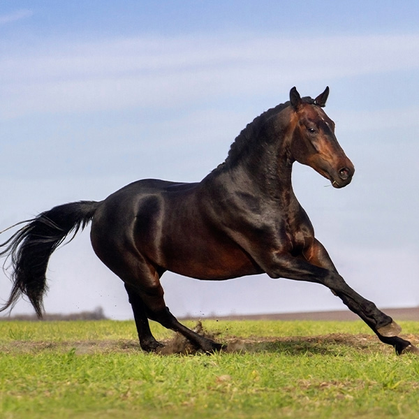 horse in a field