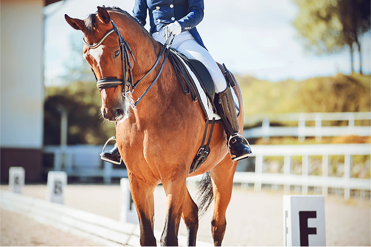 Horse and rider