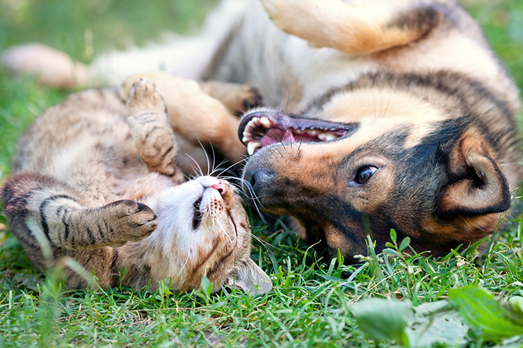 dog and cat